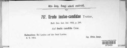 Uredo inulae-candidae image